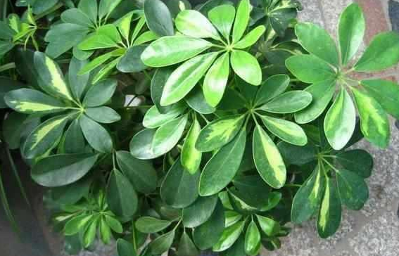 阳台风水,往阳台摆这几种植物,财源滚滚身体好 阳台风水,往阳台摆这几种植物,财源滚滚身体好