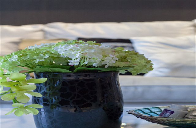 客厅装修摆放什么植物好？